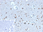Ubiquitin (Autophagy Marker) Recombinant Mouse Monoclonal Antibody (rFPM1)