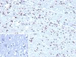 Ubiquitin (Autophagy Marker) Recombinant Mouse Monoclonal Antibody (rUBB/9476)
