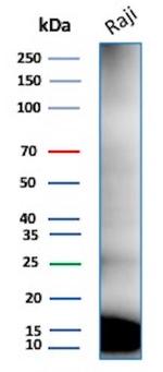 Ubiquitin (Autophagy Marker) Antibody in Western Blot (WB)