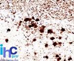 PGP9.5/UchL1 (pan-Neuronal Marker) Antibody in Immunohistochemistry (Paraffin) (IHC (P))