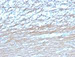 PGP9.5/UchL1 (pan-Neuronal Marker) Antibody in Immunohistochemistry (Paraffin) (IHC (P))