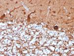 PGP9.5/UchL1 Antibody in Immunohistochemistry (Paraffin) (IHC (P))