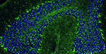 PSD-95 Antibody in Immunohistochemistry (IHC)