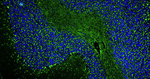 PSD-95 Recombinant Guinea Pig Monoclonal Antibody (K28/43)