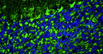 PSD-95 Recombinant Guinea Pig Monoclonal Antibody (K28/43)