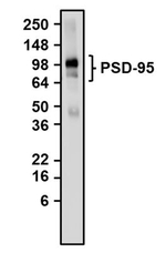 PSD-95 Antibody in Western Blot (WB)