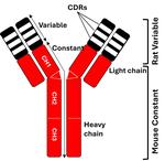 mCherry Chimeric Antibody