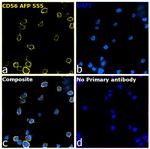 CD56 (NCAM) Antibody in Immunocytochemistry (ICC/IF)