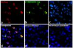 HA Tag Recombinant Mouse Monoclonal Antibody (2-2.2.14), Alexa Fluor™ Plus 594
