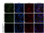 Occludin Recombinant Mouse Monoclonal Antibody (OC-3F10), Alexa Fluor™ Plus 488