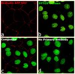 Occludin Antibody in Immunocytochemistry (ICC/IF)