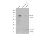 GST Antibody in Immunoprecipitation (IP)