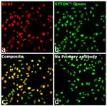 Ki-67 Antibody in Immunocytochemistry (ICC/IF)