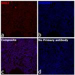 SOX2 Chimeric Recombinant Mouse Monoclonal Antibody (Btjce)