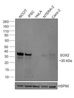 SOX2 Chimeric Antibody in Western Blot (WB)