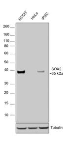 SOX2 Recombinant Rat Monoclonal Antibody (Btjce), HRP