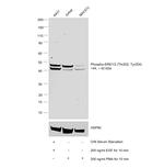 Phospho-ERK1/2 (Thr202, Tyr204) Antibody in Western Blot (WB)