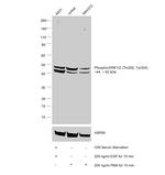 Phospho-ERK1/2 (Thr202, Tyr204) Antibody in Western Blot (WB)