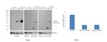 Parkin Antibody in Western Blot (WB)