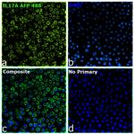 IL-17A Recombinant Mouse Monoclonal Antibody (eBio64DEC17), Alexa Fluor™ Plus 488