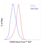 CD56 (NCAM) Antibody in Flow Cytometry (Flow)