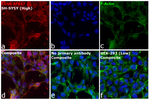 CD56 (NCAM) Recombinant Mouse Monoclonal Antibody (CMSSB), Alexa Fluor™ 647