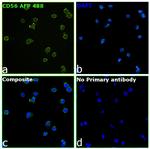 CD56 (NCAM) Recombinant Mouse Monoclonal Antibody (CMSSB), Alexa Fluor™ Plus 488