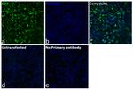 CD4 Antibody in Immunocytochemistry (ICC/IF)