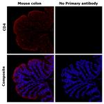 CD4 Antibody in Immunohistochemistry (Paraffin) (IHC (P))