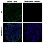 CD4 Antibody in Immunohistochemistry (Paraffin) (IHC (P))