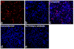CD4 Antibody in Immunocytochemistry (ICC/IF)
