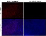 CD4 Antibody in Immunohistochemistry (Paraffin) (IHC (P))