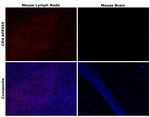 CD4 Antibody in Immunohistochemistry (Paraffin) (IHC (P))