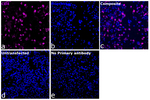 CD4 Antibody in Immunocytochemistry (ICC/IF)
