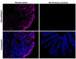 CD4 Antibody in Immunohistochemistry (Paraffin) (IHC (P))
