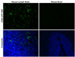 CD8a Antibody in Immunohistochemistry (Paraffin) (IHC (P))