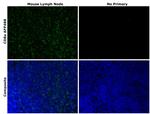 CD8a Antibody in Immunohistochemistry (Paraffin) (IHC (P))