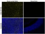 CD8a Antibody in Immunohistochemistry (Paraffin) (IHC (P))