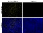CD8a Antibody in Immunohistochemistry (Paraffin) (IHC (P))