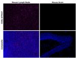 CD8a Antibody in Immunohistochemistry (Paraffin) (IHC (P))