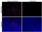 CD8a Antibody in Immunohistochemistry (Paraffin) (IHC (P))