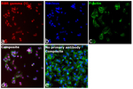 ROR gamma (t) Recombinant Rat Monoclonal Antibody (AFKJS-9)