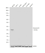 Granzyme B Recombinant Rat Monoclonal Antibody (NGZB)