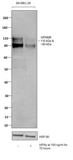 GPNMB Antibody in Western Blot (WB)