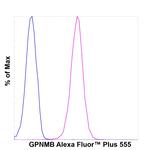 GPNMB Antibody