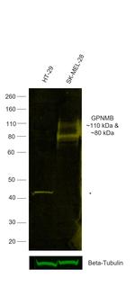 GPNMB Antibody