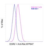 EGR2 Antibody