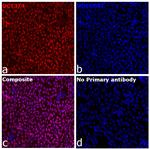 OCT3/4 Recombinant Rat Monoclonal Antibody (EM92)