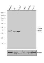OCT3/4 Antibody in Western Blot (WB)