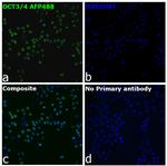 OCT3/4 Recombinant Rat Monoclonal Antibody (EM92), Alexa Fluor™ Plus 488